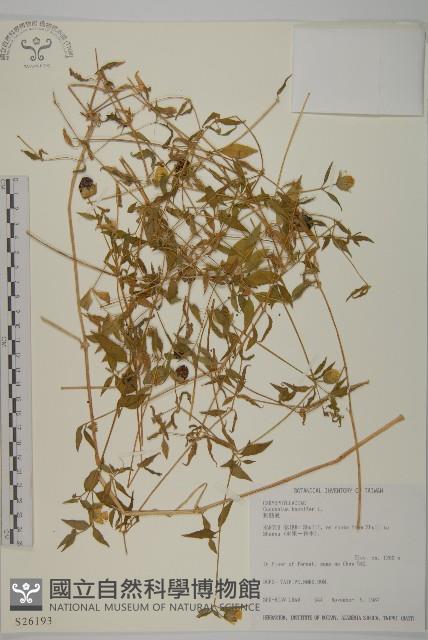 狗筋蔓藏品圖，第1張