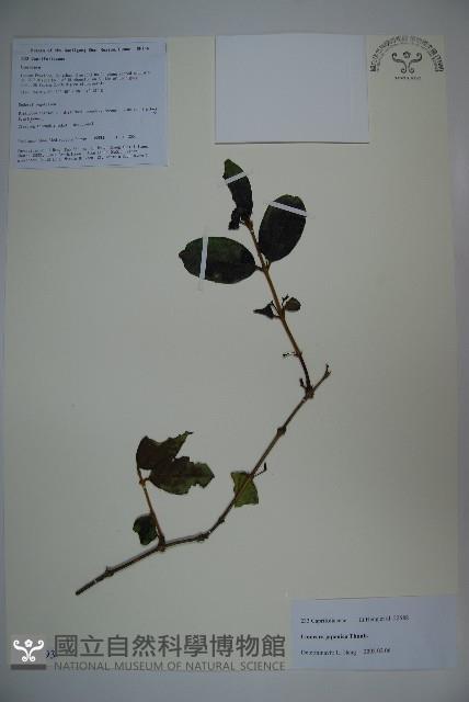 忍冬、金銀花藏品圖，第1張