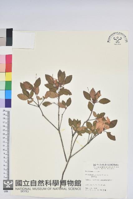 馬銀花藏品圖，第1張