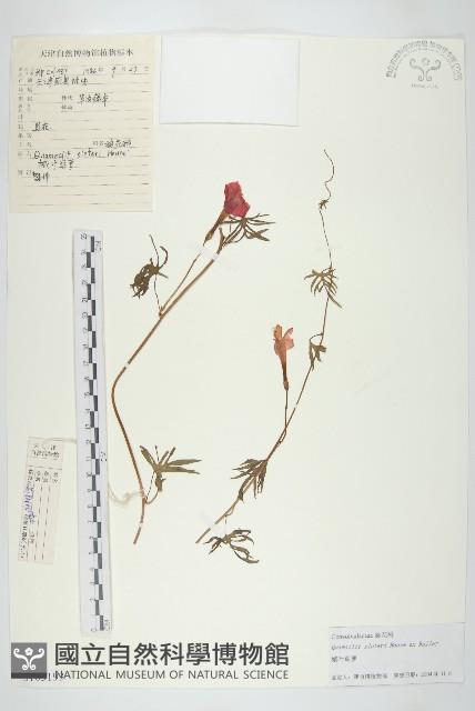 槭葉蔦蘿藏品圖，第1張