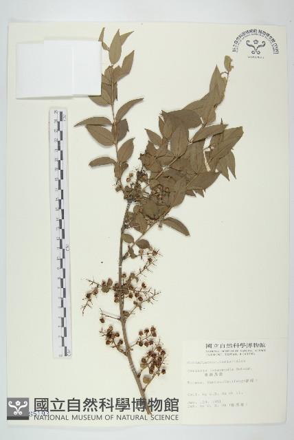 臺灣馬桑藏品圖，第1張