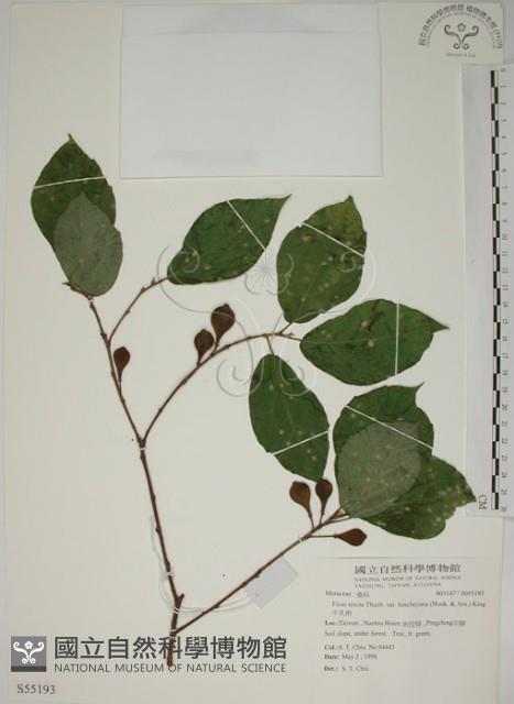 牛乳榕藏品圖，第1張