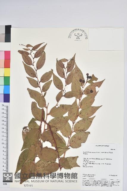 白珠樹藏品圖，第1張