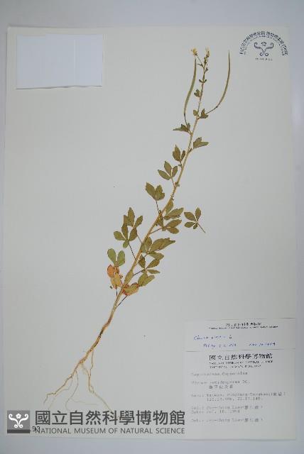 向天黃藏品圖，第1張