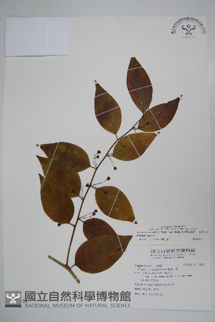 毛瓣蝴蝶木藏品圖，第1張