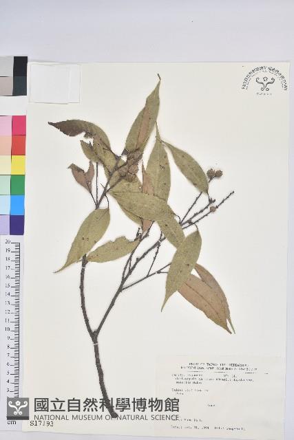 鋸葉長尾栲、白校欑藏品圖，第1張