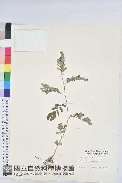 葉下珠、珠仔草藏品圖，第1張