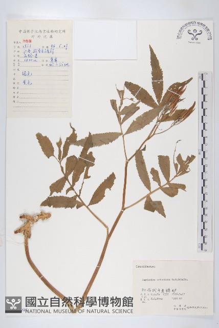 華中碎米薺藏品圖，第1張