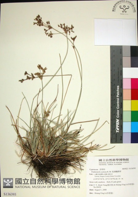 乾溝飄拂草藏品圖，第1張