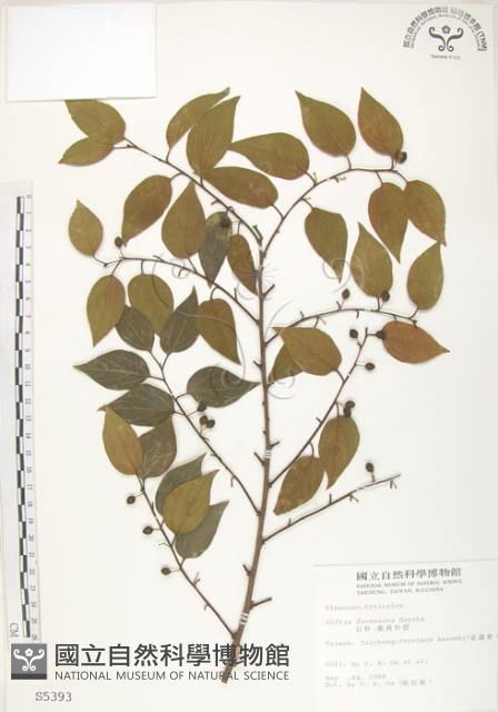 石朴藏品圖，第1張