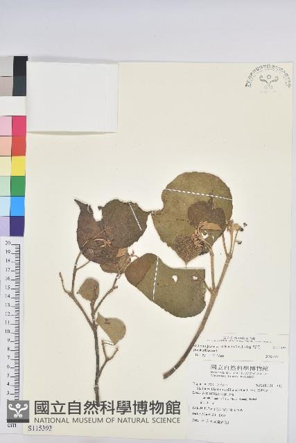 野桐藏品圖，第1張