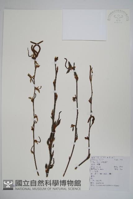 鵝耳櫪藏品圖，第1張