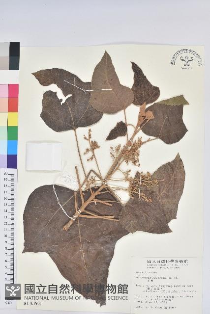 石栗藏品圖，第1張