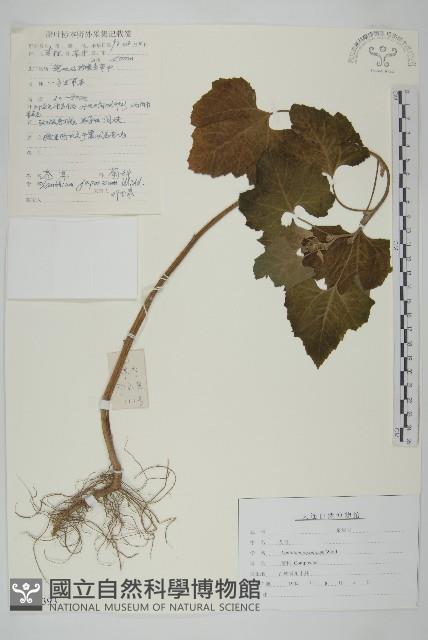 蒼耳藏品圖，第1張