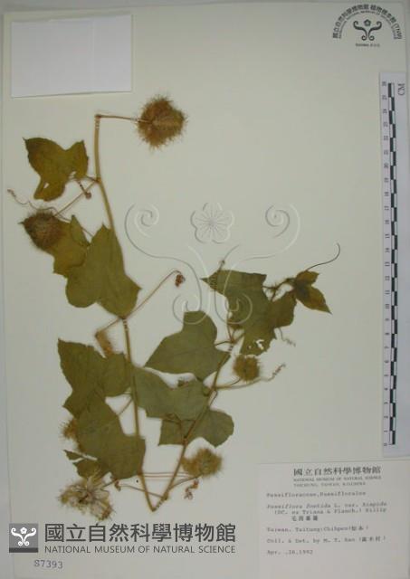 毛西番蓮藏品圖，第1張