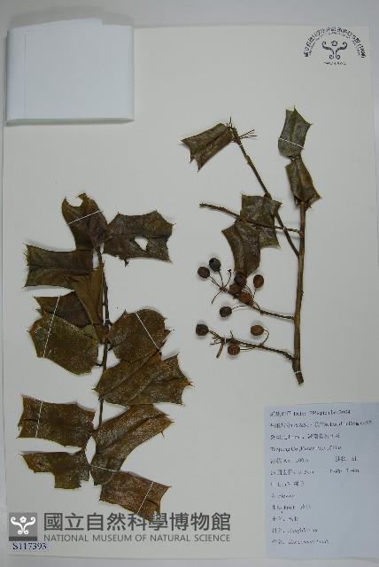 枸骨藏品圖，第1張