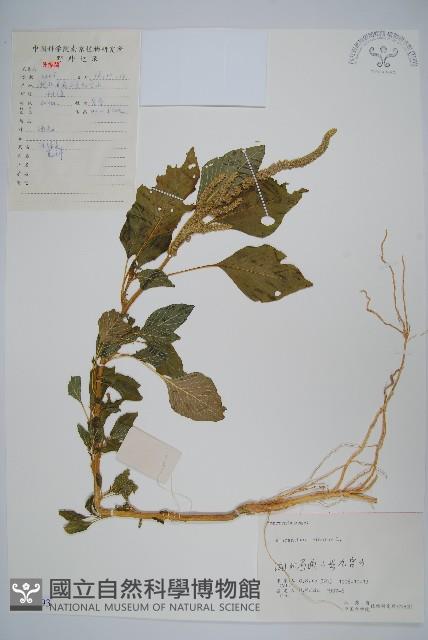 雁來紅、紅莧、老少年藏品圖，第1張