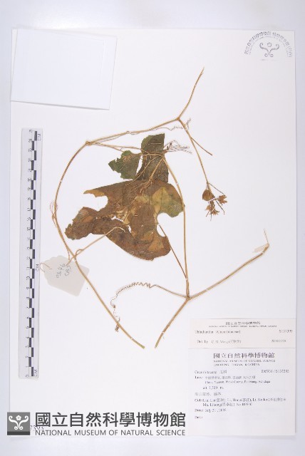 登錄號:S137393藏品圖，第1張