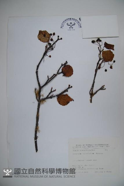 小葉莢迷藏品圖，第1張