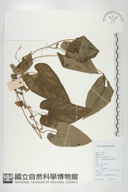 大苞赤瓟藏品圖，第1張