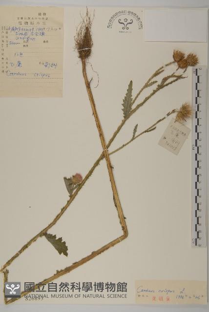 飛廉藏品圖，第1張