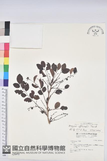 紅仔珠藏品圖，第1張