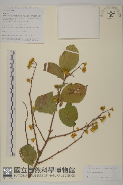 顯柱南蛇藤藏品圖，第1張