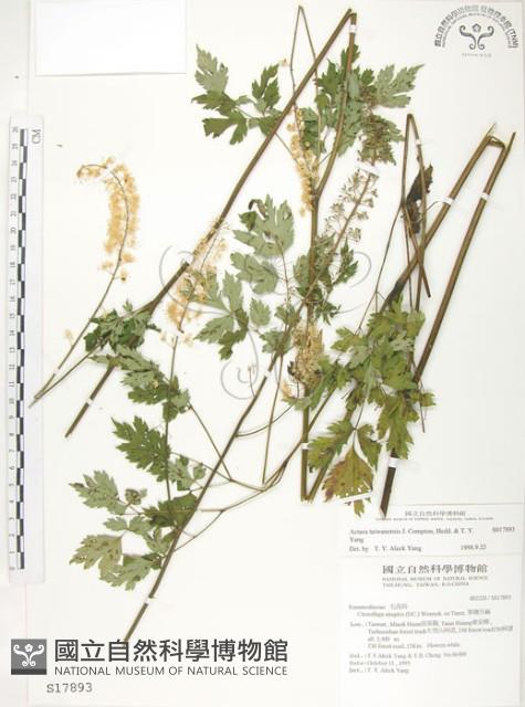 台灣升麻藏品圖，第1張