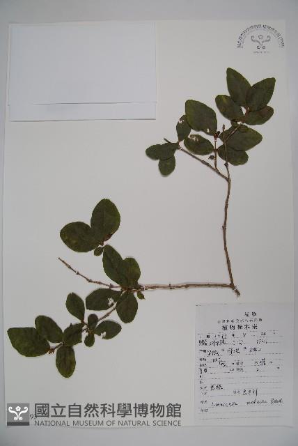 下江忍冬藏品圖，第1張