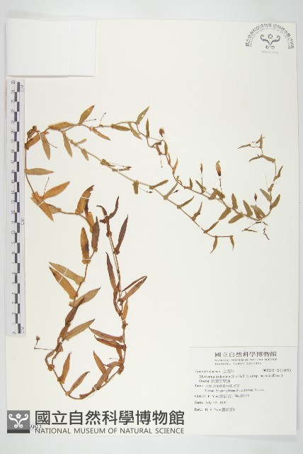 戟葉菜欒藤藏品圖，第1張