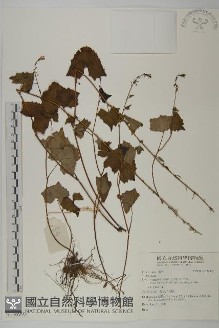 登錄號:S136993藏品圖，第1張