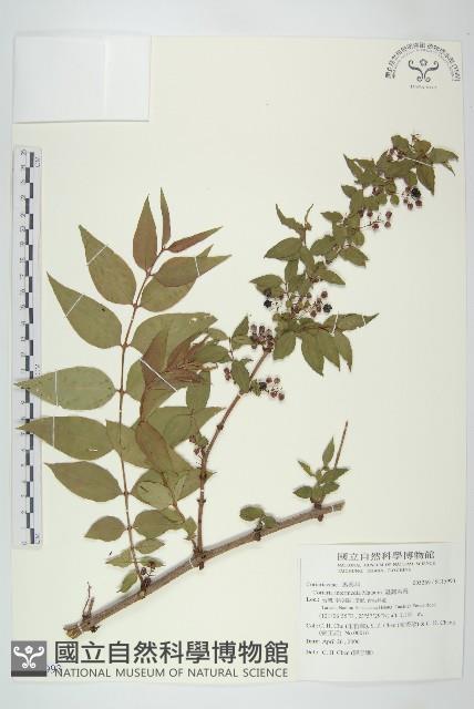 臺灣馬桑藏品圖，第1張