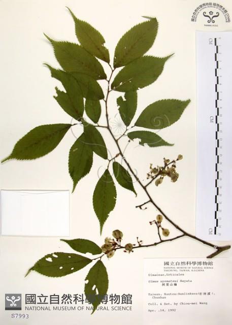 阿里山榆藏品圖，第1張