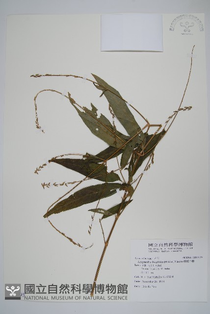 柳葉牛膝藏品圖，第1張