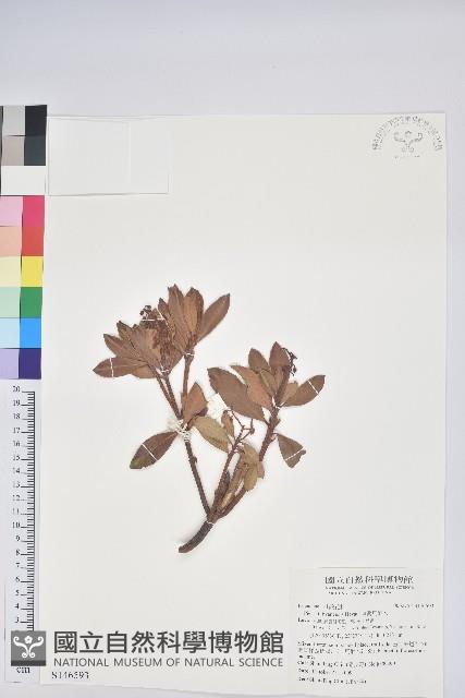 臺灣馬醉木藏品圖，第1張