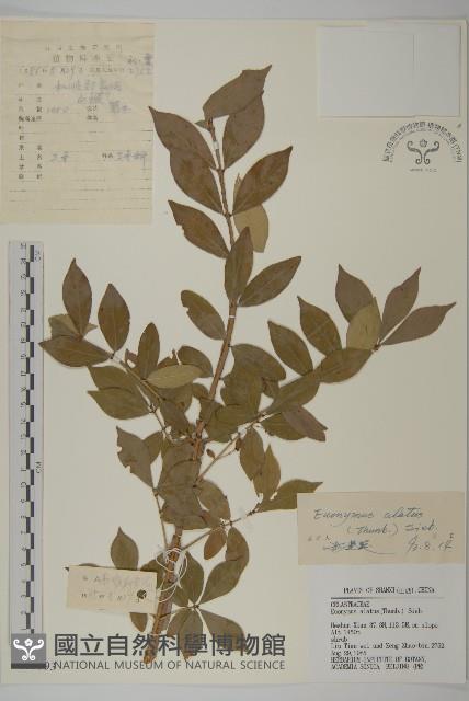 衛矛藏品圖，第1張