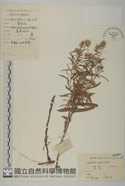 香青藏品圖，第1張