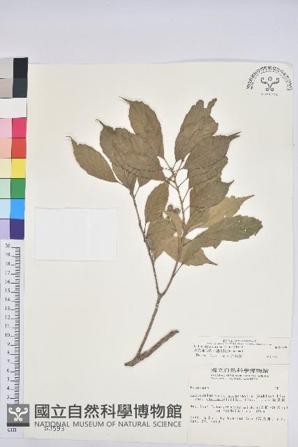 後大埔石櫟、煙斗柯藏品圖，第1張