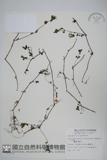 翅柄馬藍藏品圖，第1張