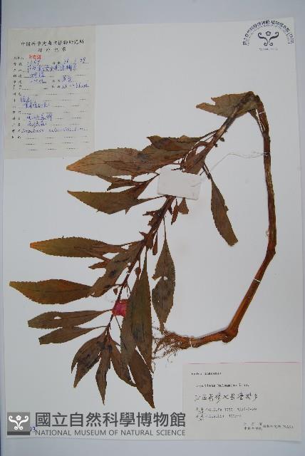 鳳仙花藏品圖，第1張