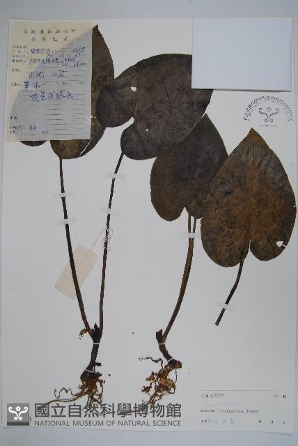 薄葉細辛、尾花細辛藏品圖，第1張