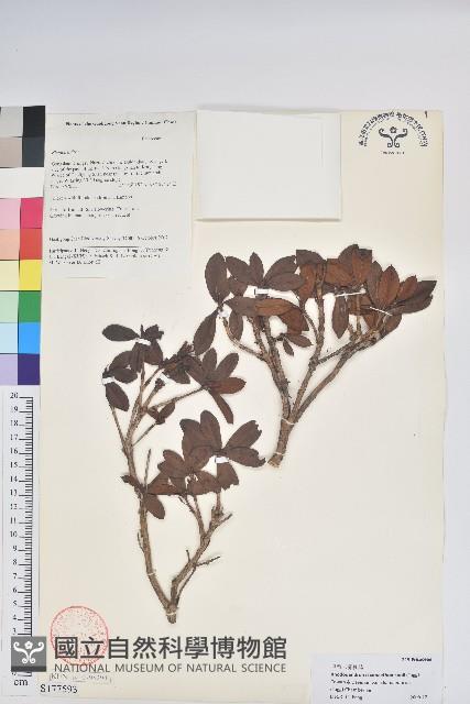 毛背雲霧杜鵑藏品圖，第1張