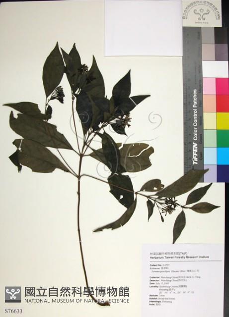 Thin-leaf Tarenna Collection Image