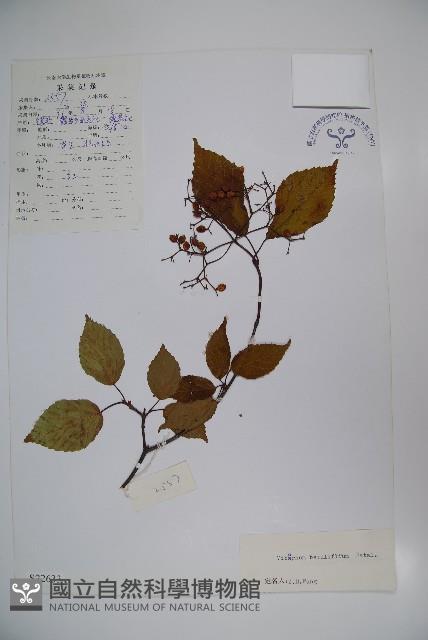 樺葉莢迷、玉山莢迷藏品圖，第1張