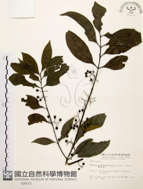 茜草樹藏品圖，第1張