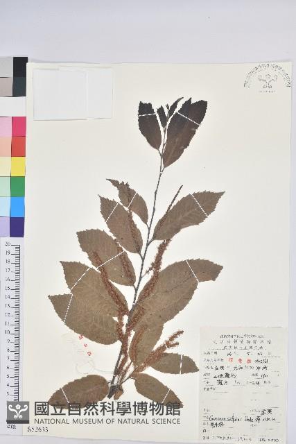 茅栗藏品圖，第1張