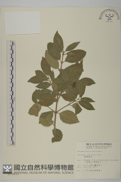 刺果衛矛藏品圖，第1張
