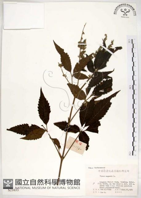 黃荊藏品圖，第1張