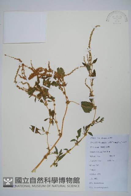 刺莧藏品圖，第1張