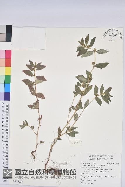 飛揚草藏品圖，第1張